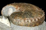 Fossil (Hoploscaphites) Ammonite - South Dakota #129525-3